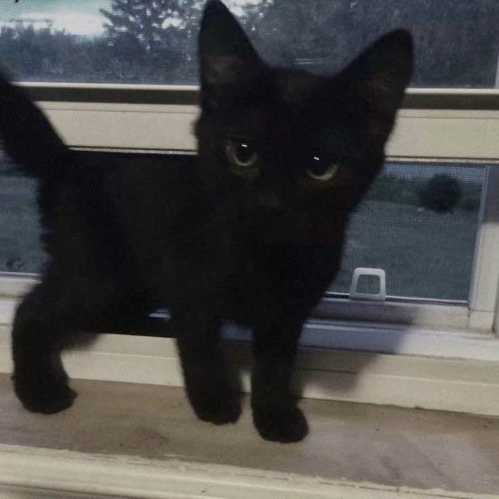 Meet your Posher, Levi